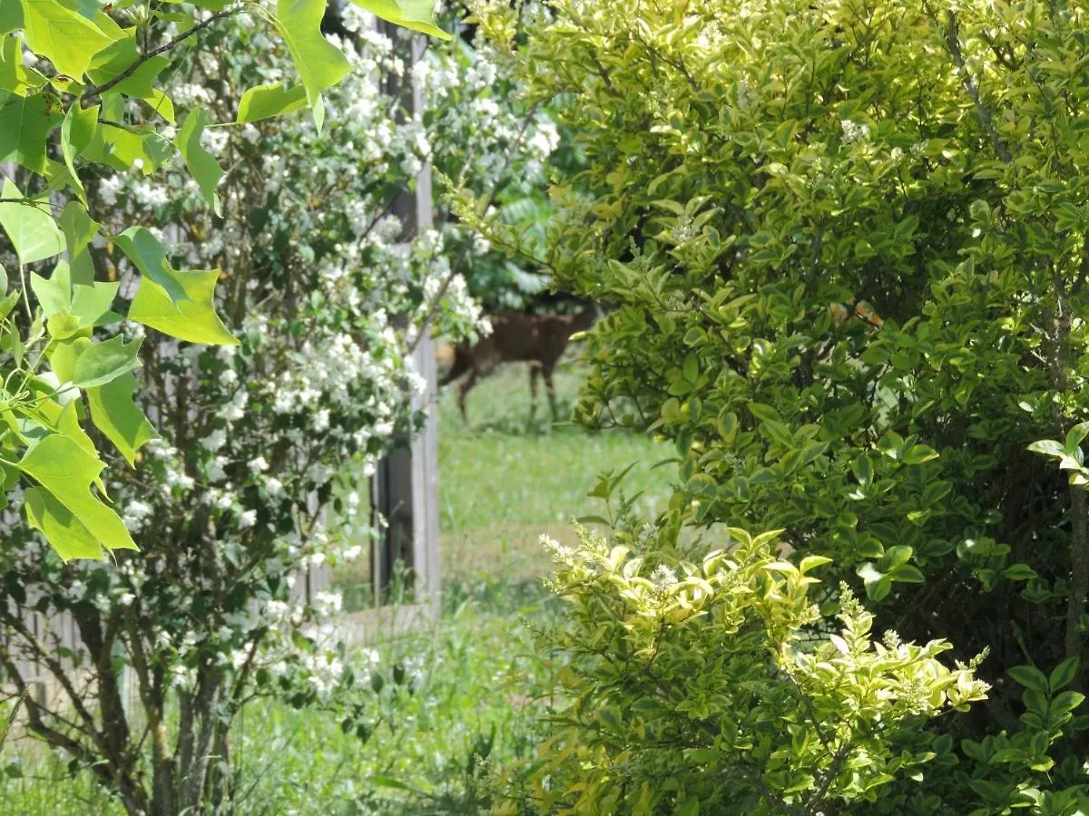Chalet Atypique Kota Noah Location En Gite Salle D'Eau Privative A 20M Chazemais France